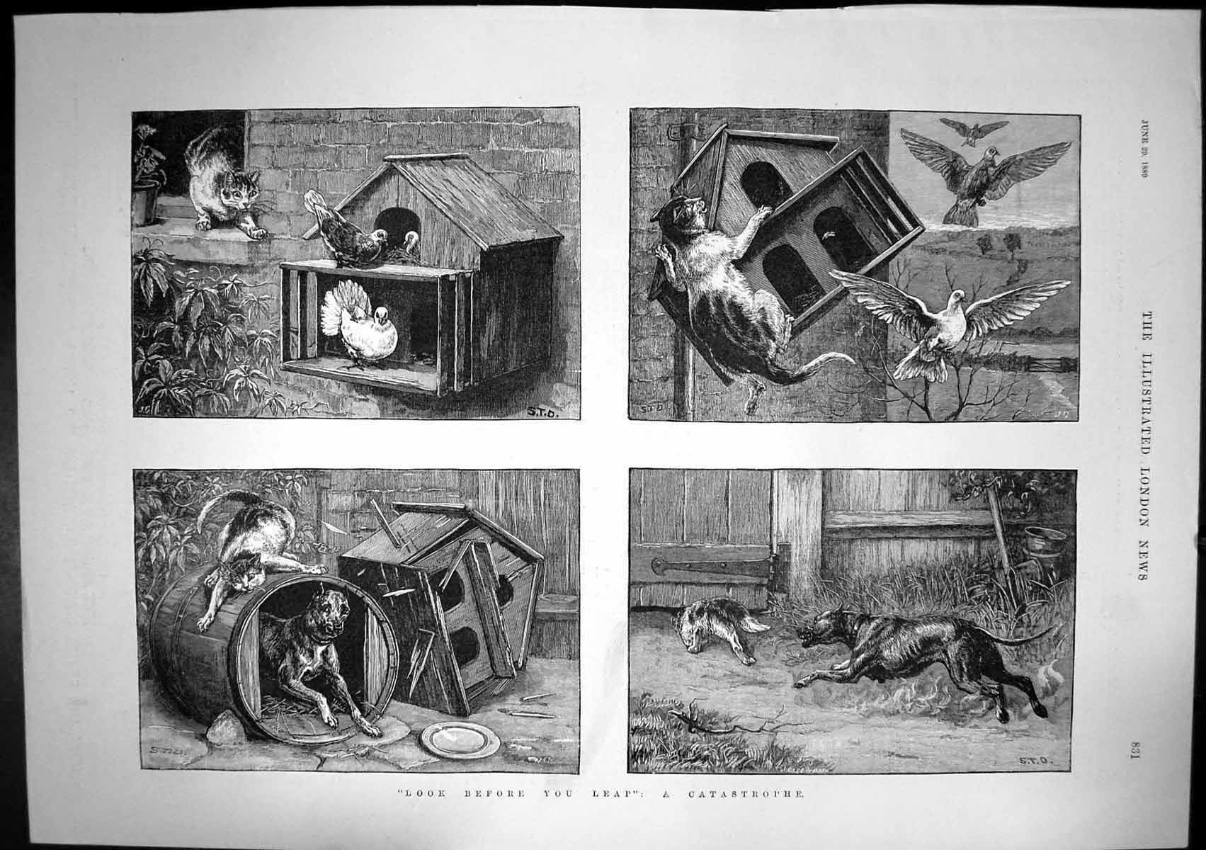 Old Antique Print Look Before You Leap Cat Pigeons Dog Chasing Cat 1889 19th
