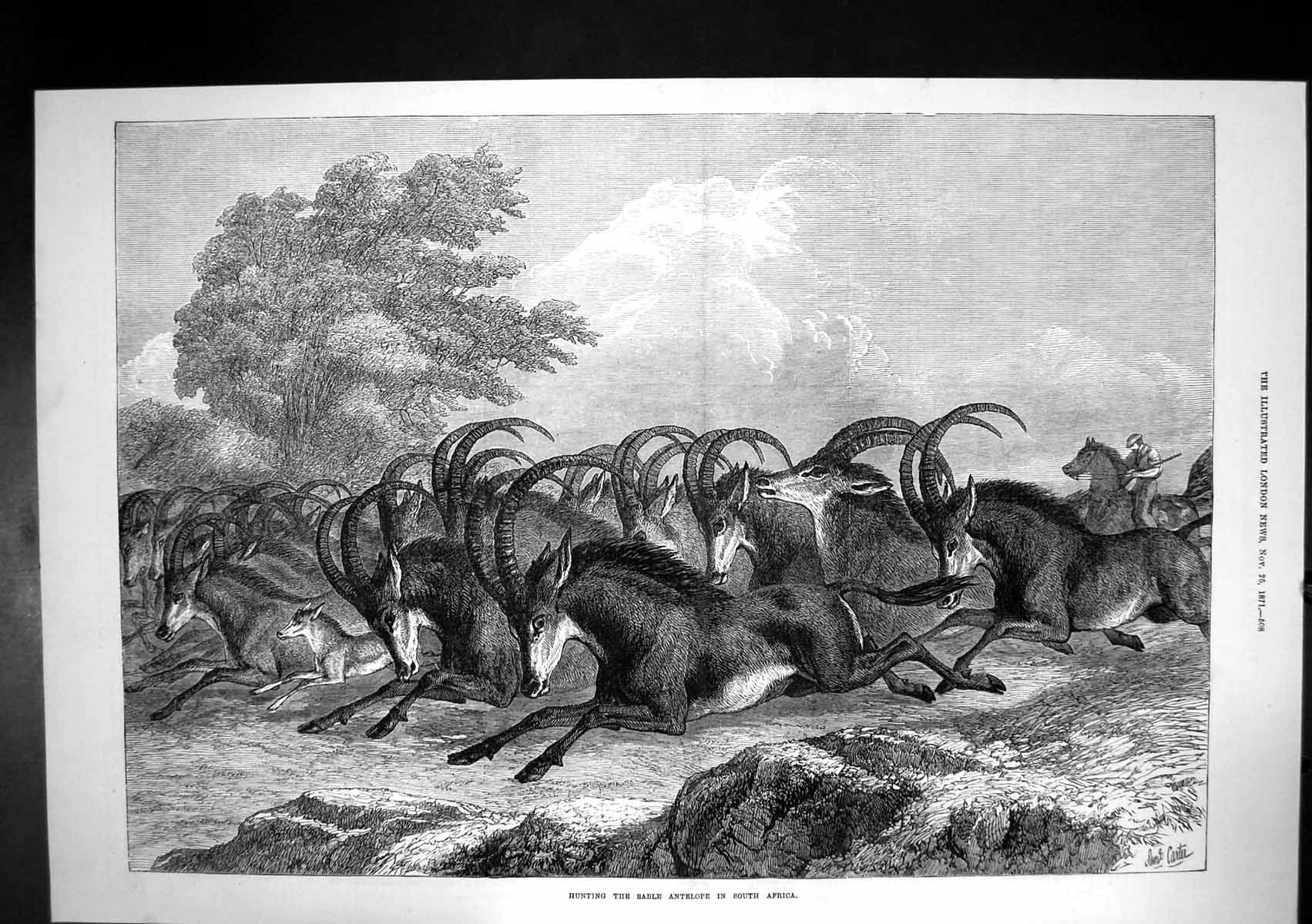 Original Old Antique Print Hunting Sable Antelope South Africa 1871 Victorian
