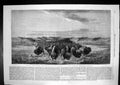 Old Antique Print Herd Bisons Crossing River Bottom Upper Missouri 1862 19th