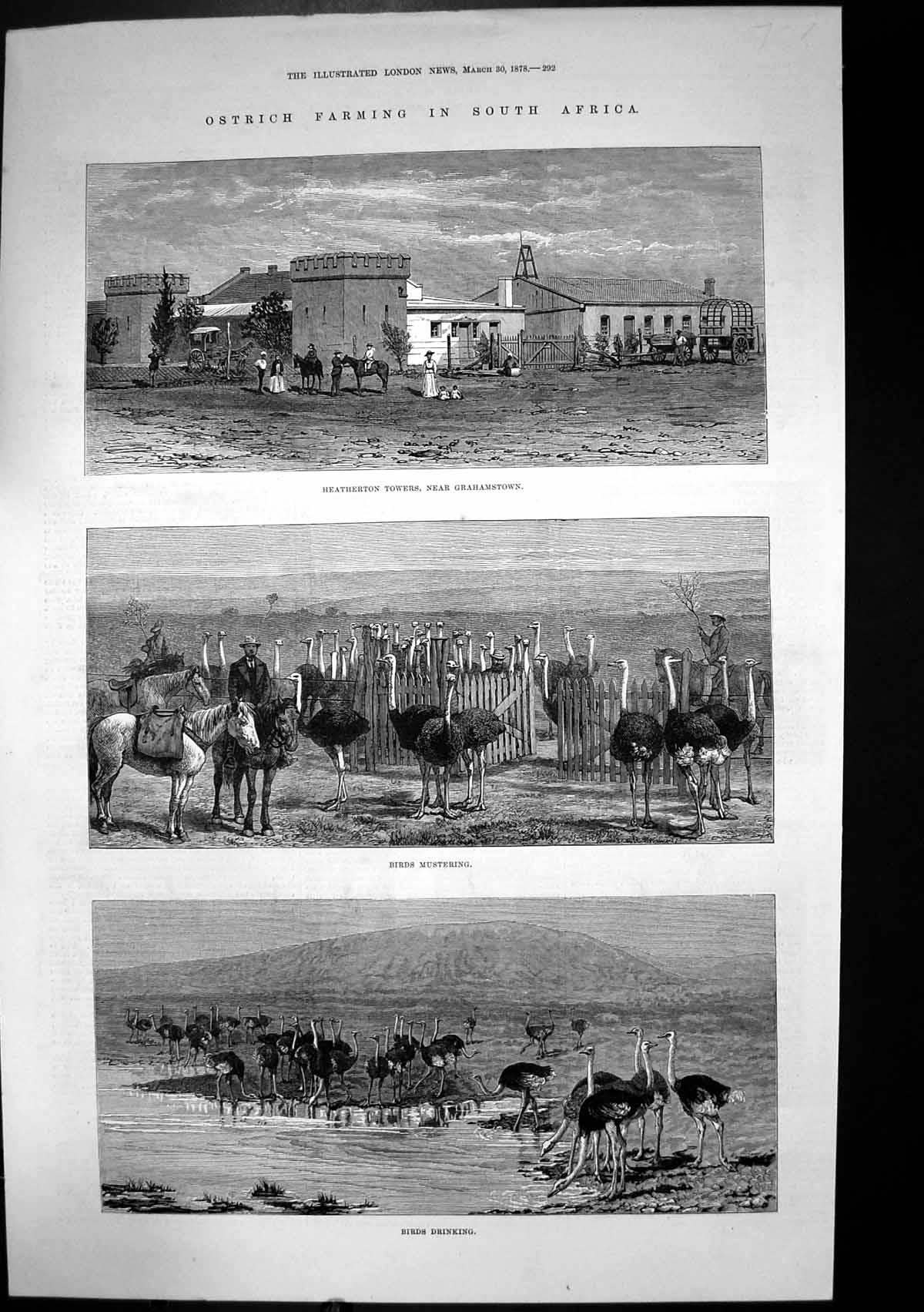 Antique Old Print Ostrich Farming South Africa Heatherton Towers Birds 1878