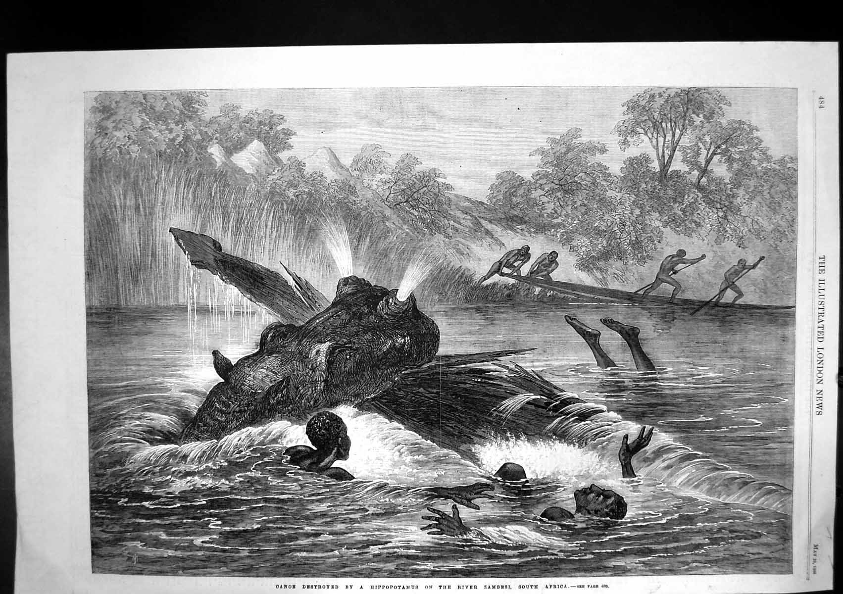 Antique Print Canoe Destroyed Hippopotamus River Zambesi South Africa 1866 19th