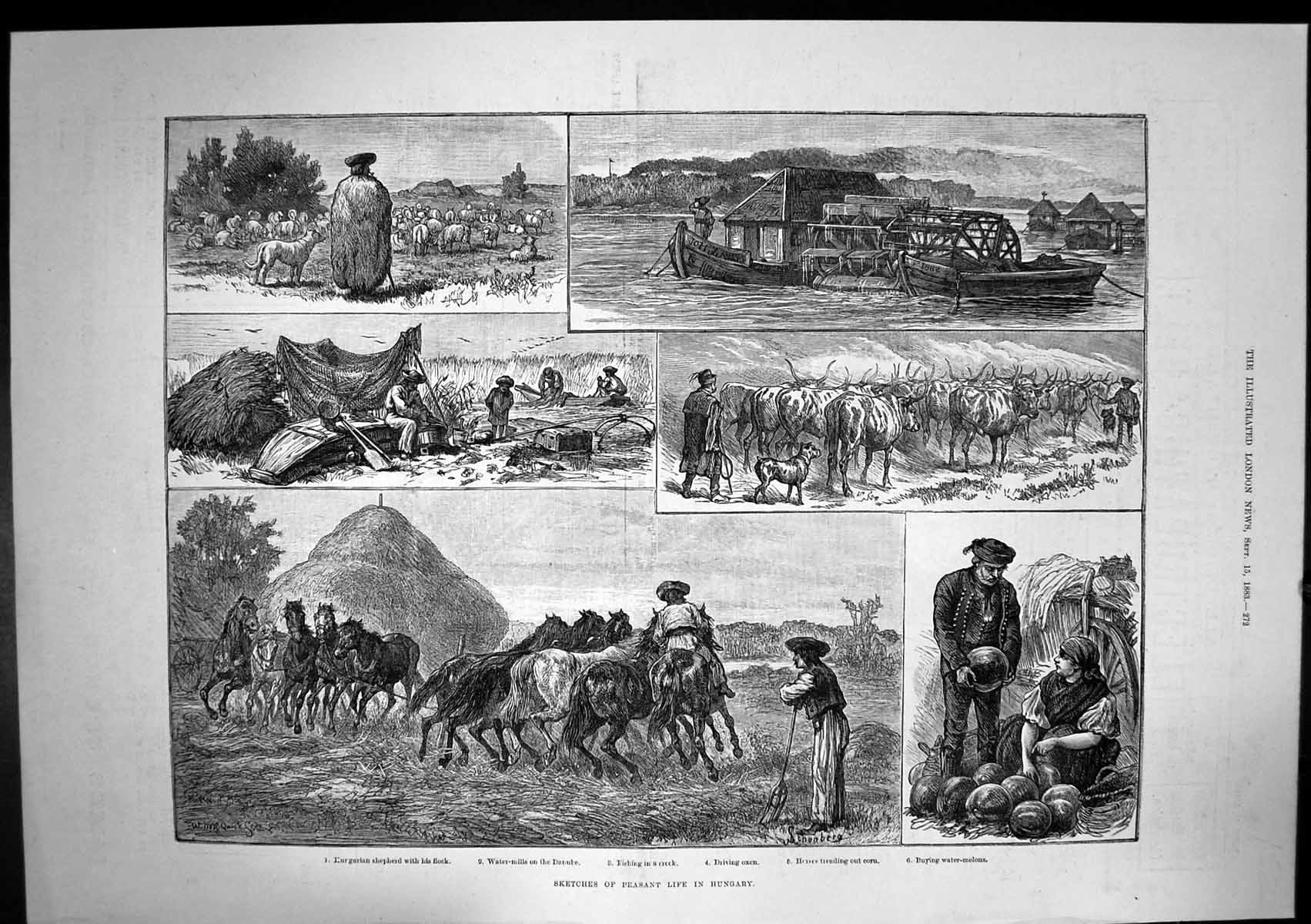 Antique Old Print Peasant Life Hungary Shepherd Flock Water Mill Danube 1883