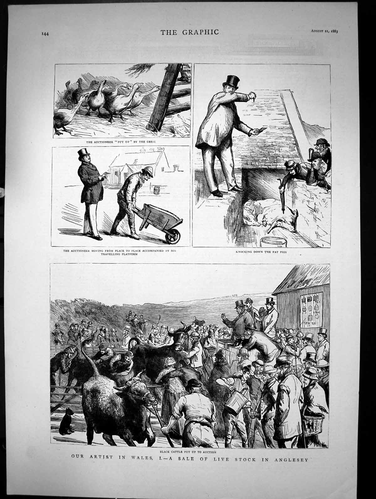 Antique Print Artist In Wales A Sale Live Stock In Angelsey Geese Pigs 1883