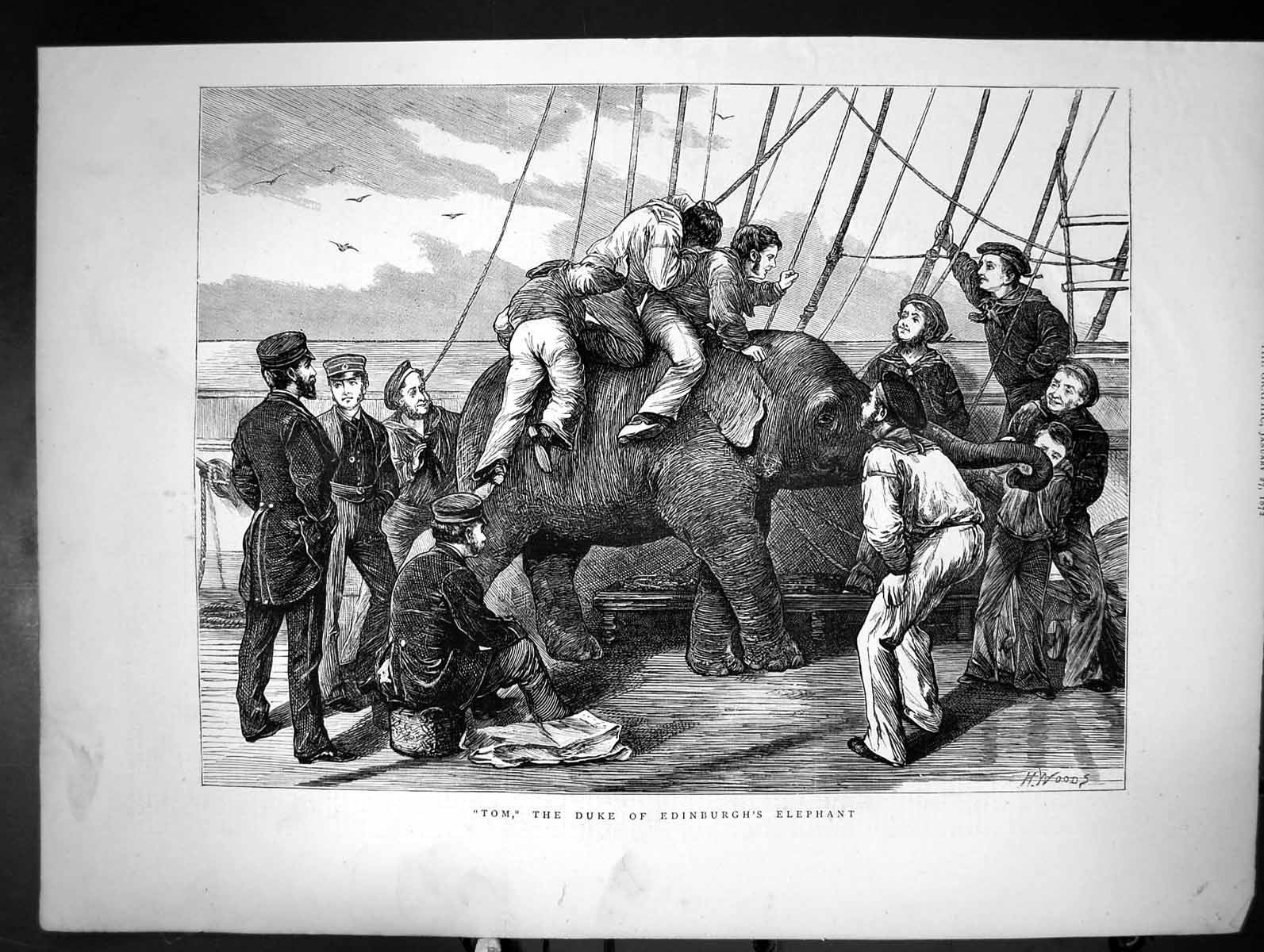Antique Old Print Tom The Duke Edinburgh'S Elephant H Woods Sketch Ship 1872