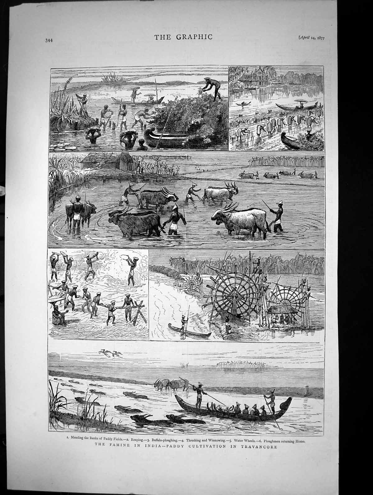 Old Famine In India Paddy Cultivation In Travancore Banks River 1877 Victorian