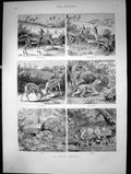 Antique Print An Indian Tragedy Antelope Lion Cheetah Battle Challenge 1886