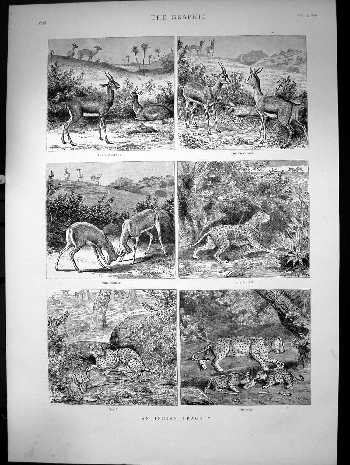 Antique Print An Indian Tragedy Antelope Lion Cheetah Battle Challenge 1886