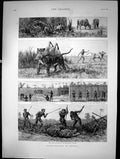 Old Print Tiger-Netting In Bengal Tiger Cow Alarm Village Reed Grass 1891 19th