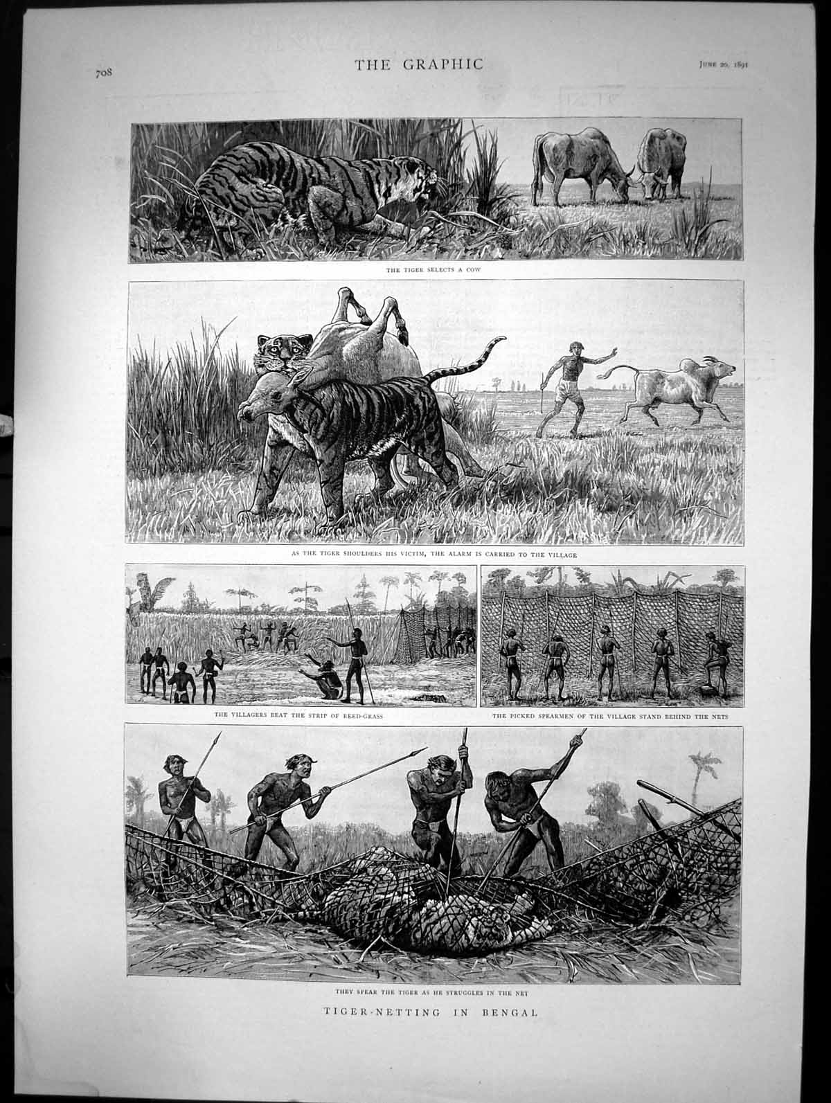 Old Print Tiger-Netting In Bengal Tiger Cow Alarm Village Reed Grass 1891 19th