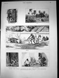 Old Print Round The World Yachting In The Ceylon Calcutta Palm Tree 1882 19th