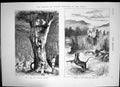 Antique Print Prince Wales Hunting Terai Tree Elephants Shooting Tiger 1876