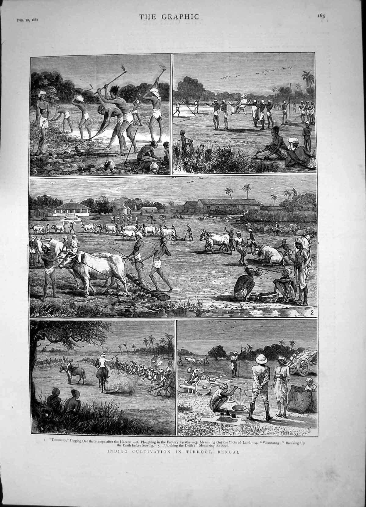 Old Print Indigi Cultivation Tirhoot Bengal Ploughing Factory Zyraths1881 19th