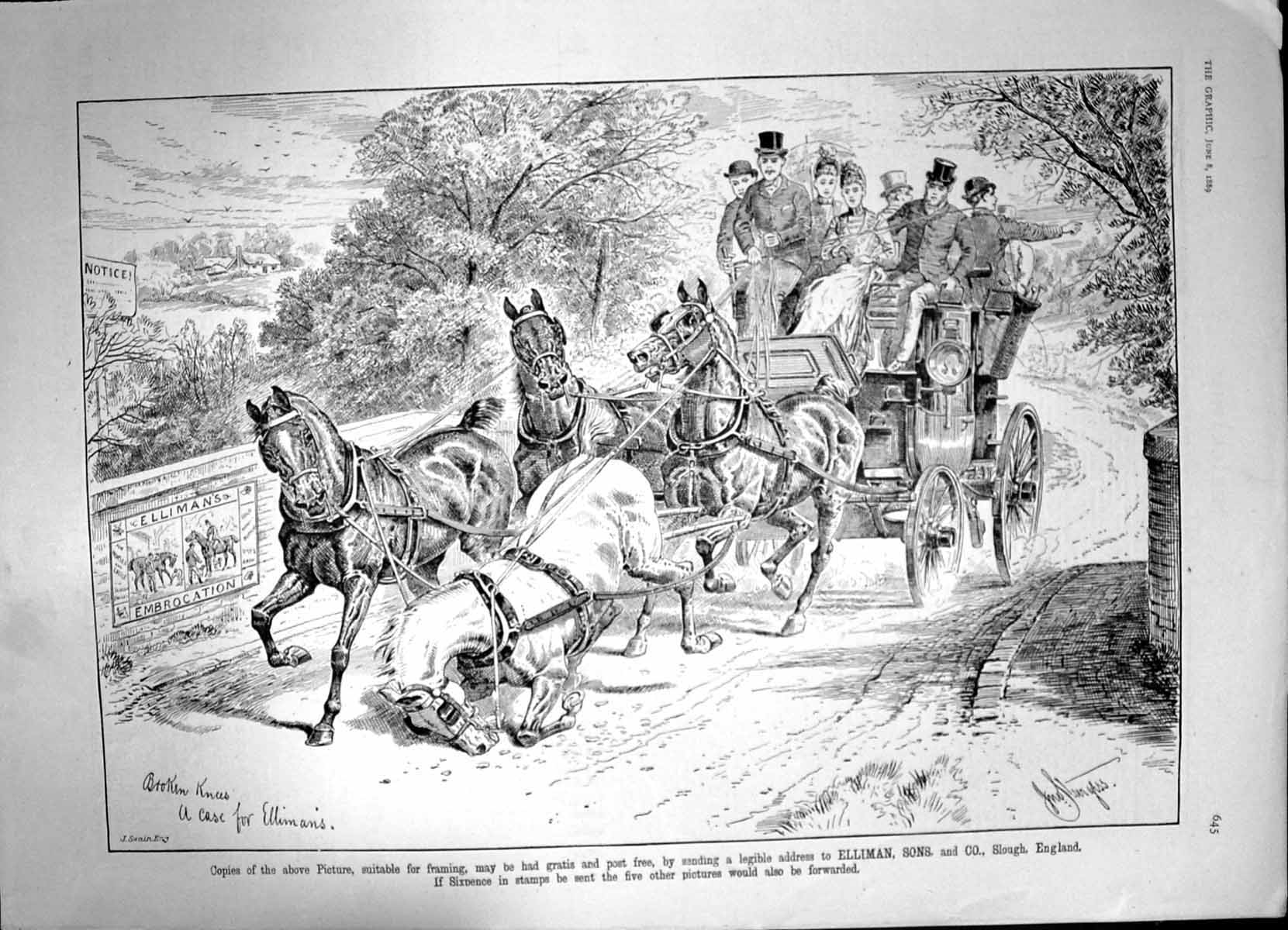 Antique Old Print Ellimans Embrocation Horse Fall Broken Knees Ellimans 1889