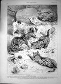 Antique Old Print Beechams Pills Cats Dog Playing Wool Beechams Pills 1890 19th