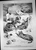 Old Antique Print Catchy Catastrophe Beechams Pills Cats Dog Playing 1890 19th