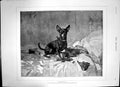 Old Antique Print Mischief Madame Muraton Small Dog Tearing Garment 1890 19th