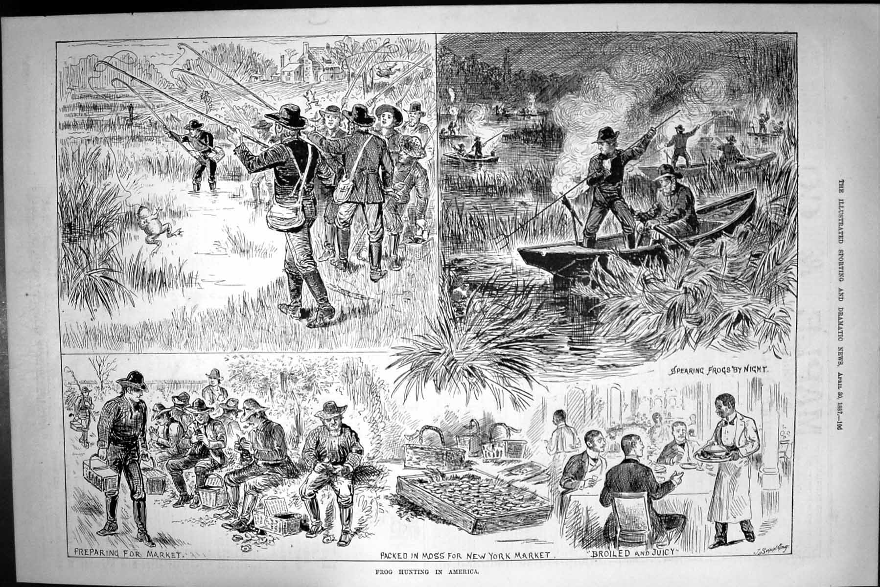 Original Old Antique Print 1887 Frog Hunting Sport America New York Market 19th