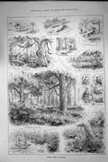 Old Antique Print Forest Sport America Hunting Shooting Caiman Tapir 1886 19th