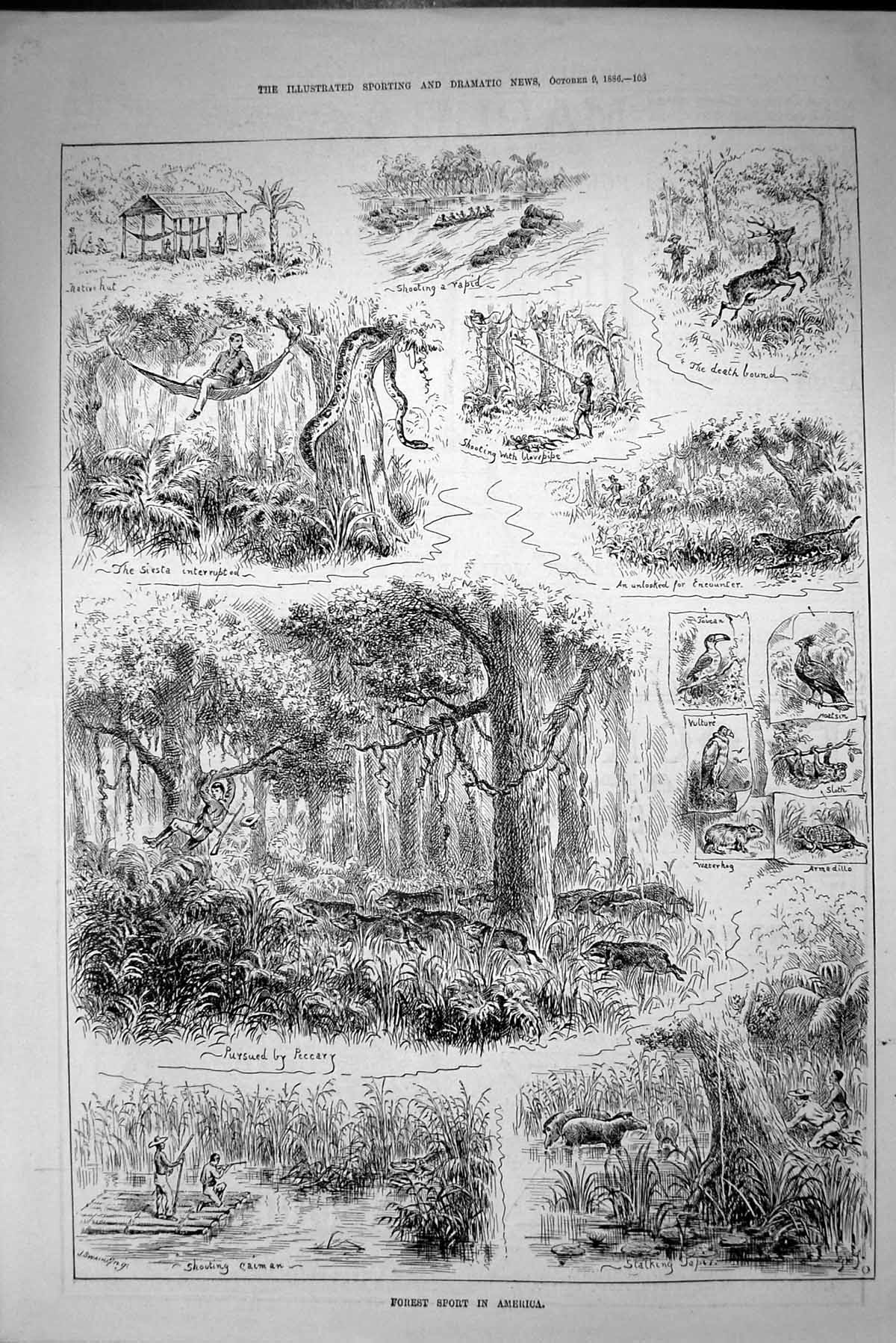 Old Antique Print Forest Sport America Hunting Shooting Caiman Tapir 1886 19th