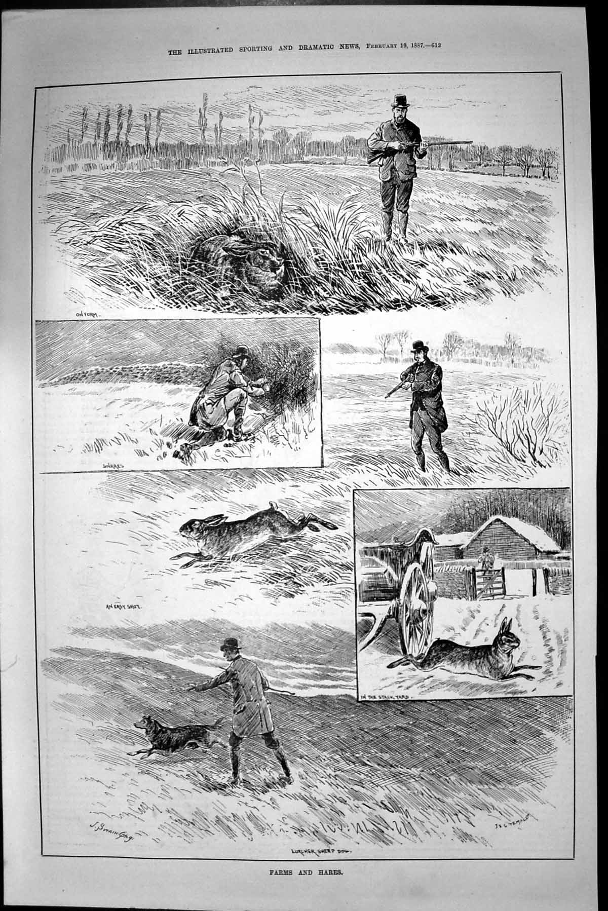 Original Old Antique Print Farms Hares Lurcher Sheep Dog Hunting Shooting 1887