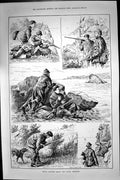 Old Print 1887 Rough Shooting Cliffs Penzanze Wild Pigeons Lapwings Birds 19th