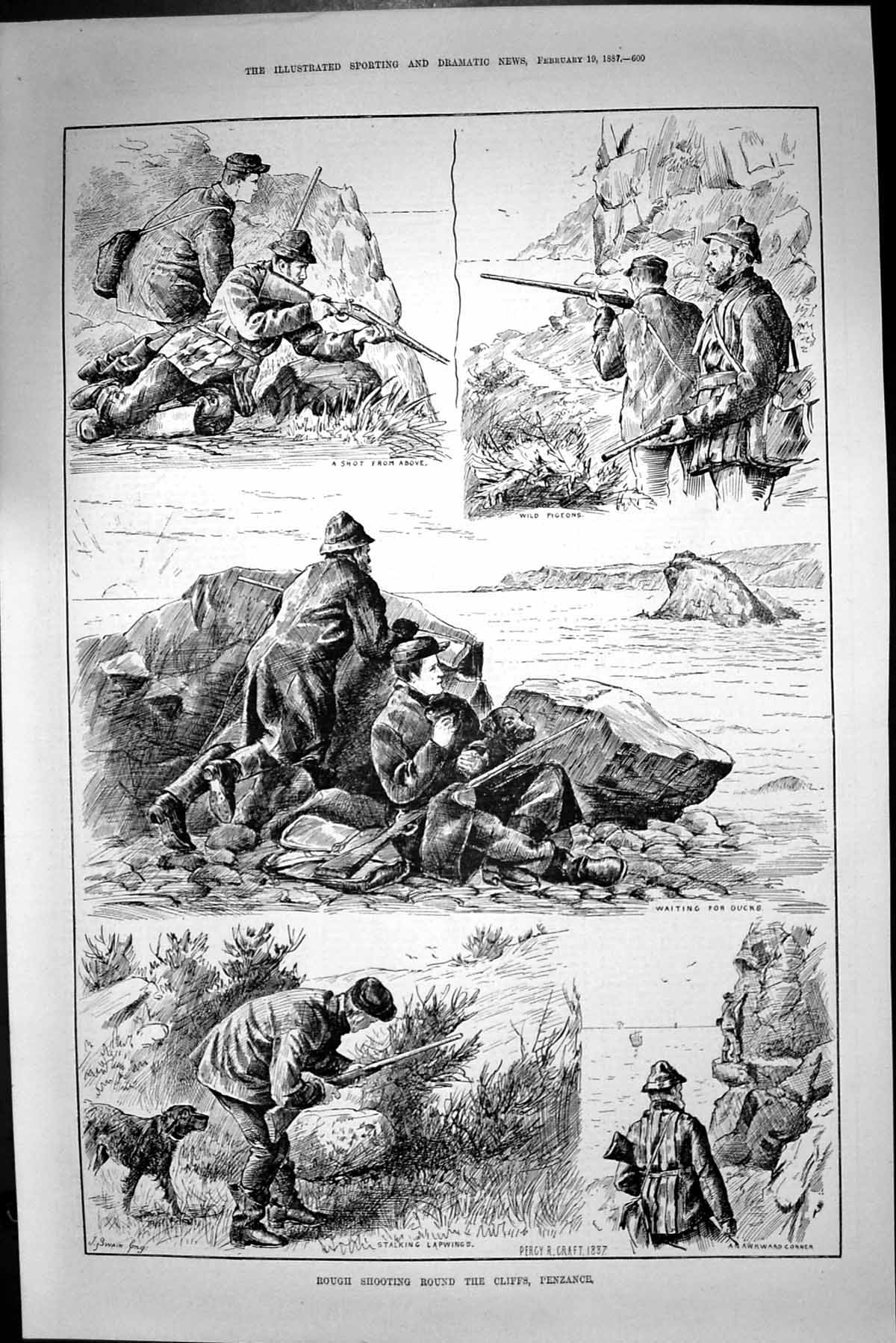 Old Print 1887 Rough Shooting Cliffs Penzanze Wild Pigeons Lapwings Birds 19th