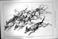 Original Old Antique Print 1886 Eastbourne Harriers Hunting Hound Dogs 19th
