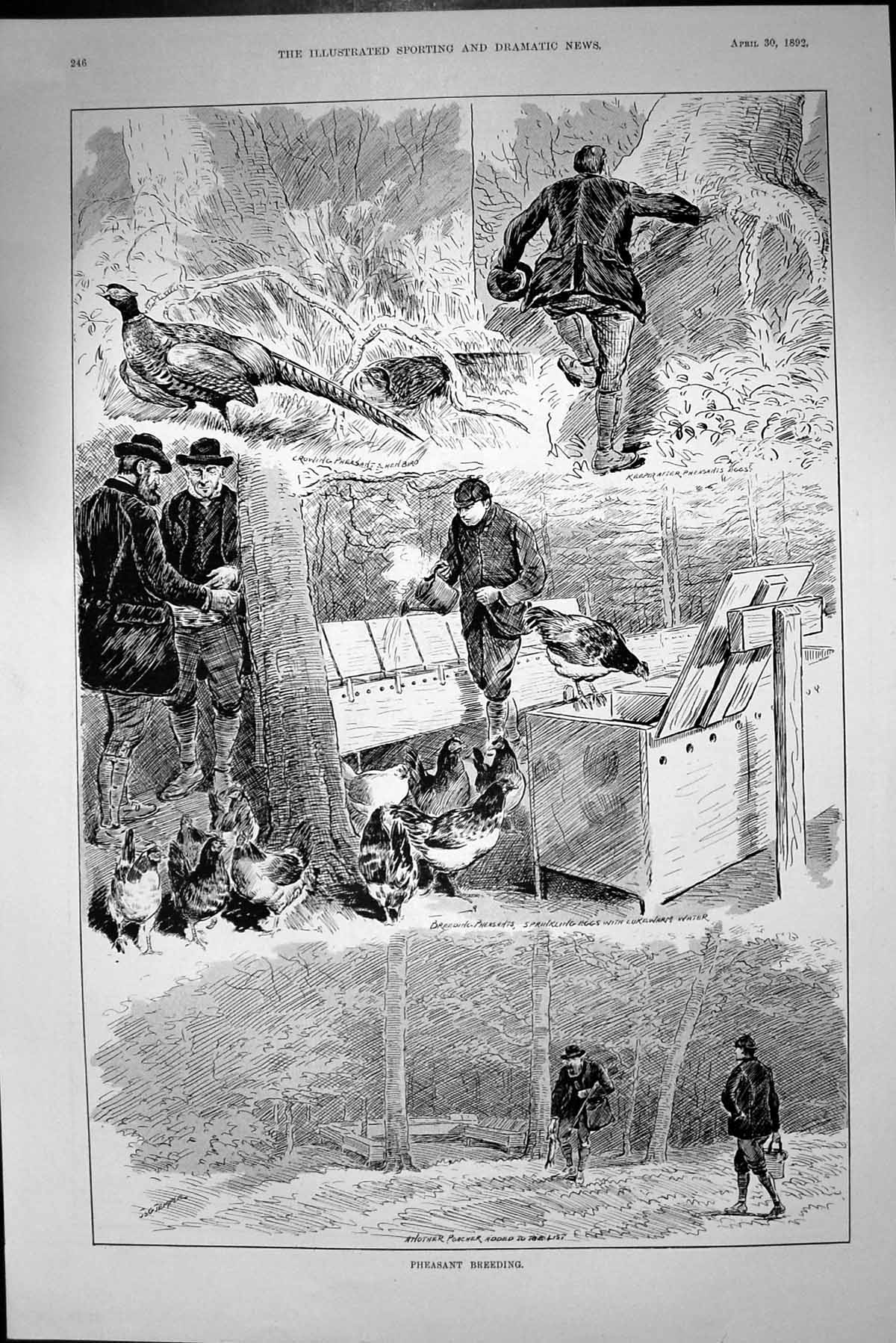 Original Old Antique Print 1892 Pheasant Breeding Hen Birds Eggs Poachers 19th