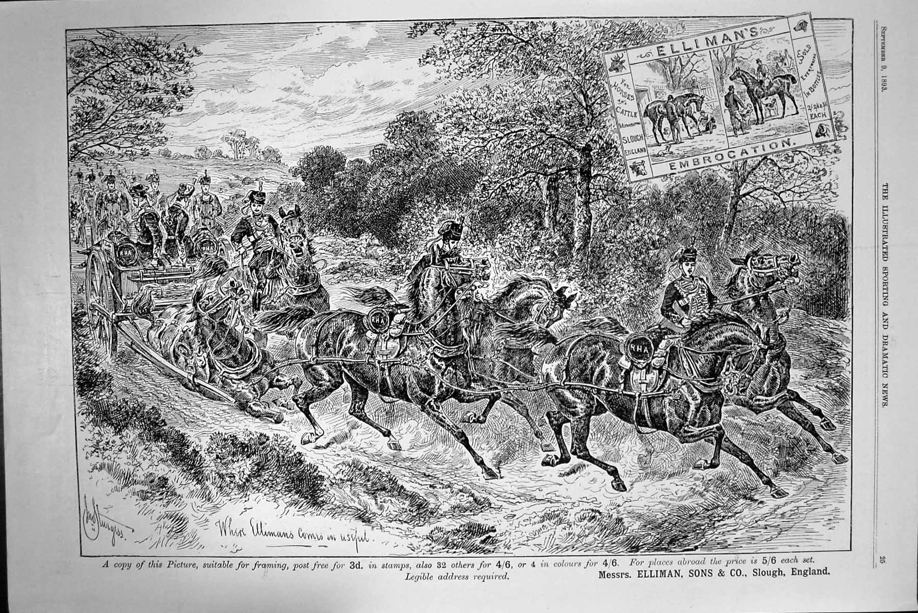 Original Old Antique Print Ellimans Embrocation War Horses Advertisement 1893