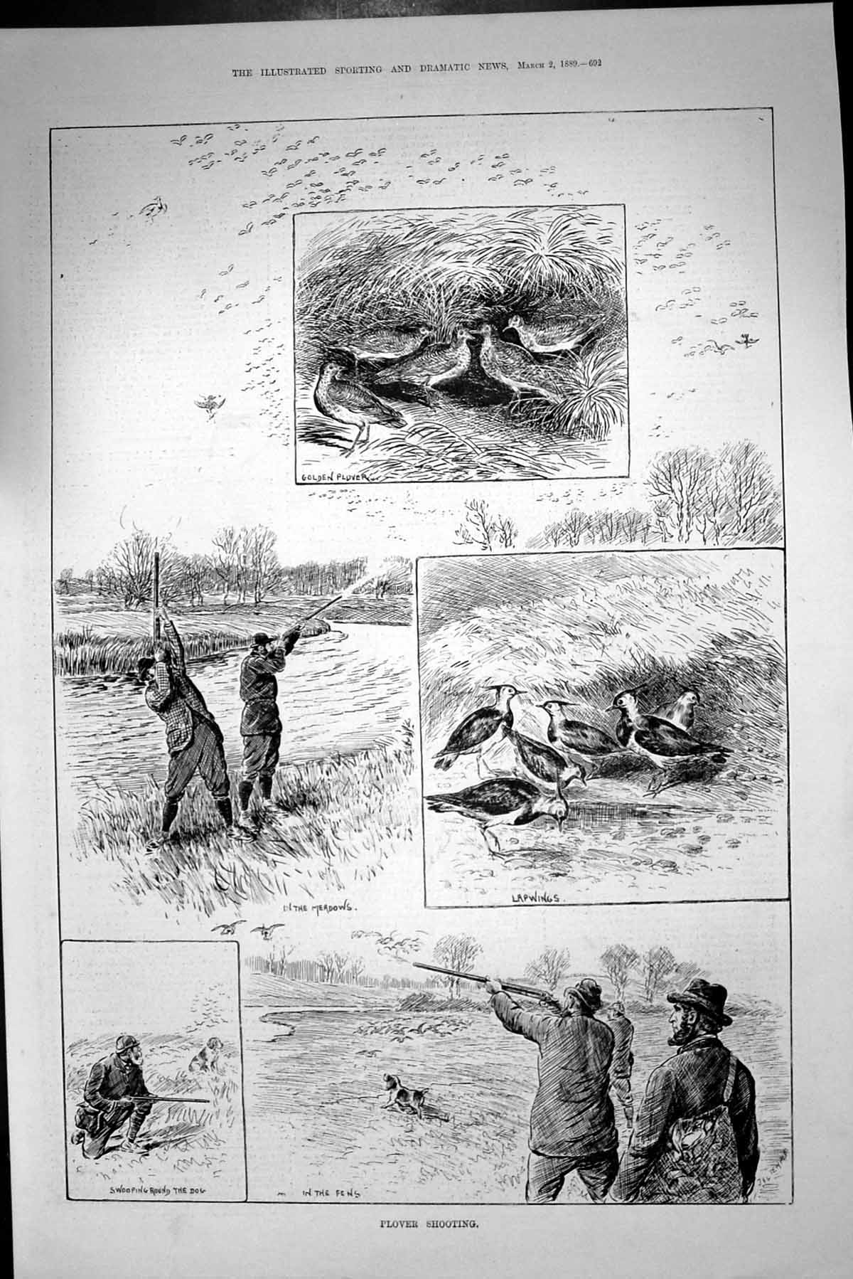 Original Old Antique Print Gen Plover Birds Shooting Hunting Lapwings 1889 19th