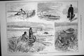 Original Old Antique Print 1886 Fen Birds Shooting Hunting Stalking Curlew 19th