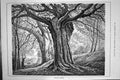 Original Old Antique Print Burnham Beeches Trees Forest 1887 19th