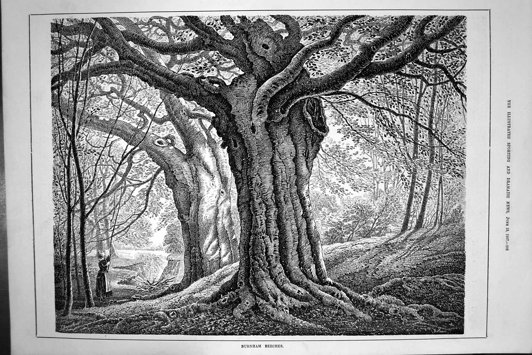 Original Old Antique Print Burnham Beeches Trees Forest 1887 19th