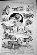 Antique Print 1892 Kennel Club Dog Show Ker Matthews Nichols Golsing Musson