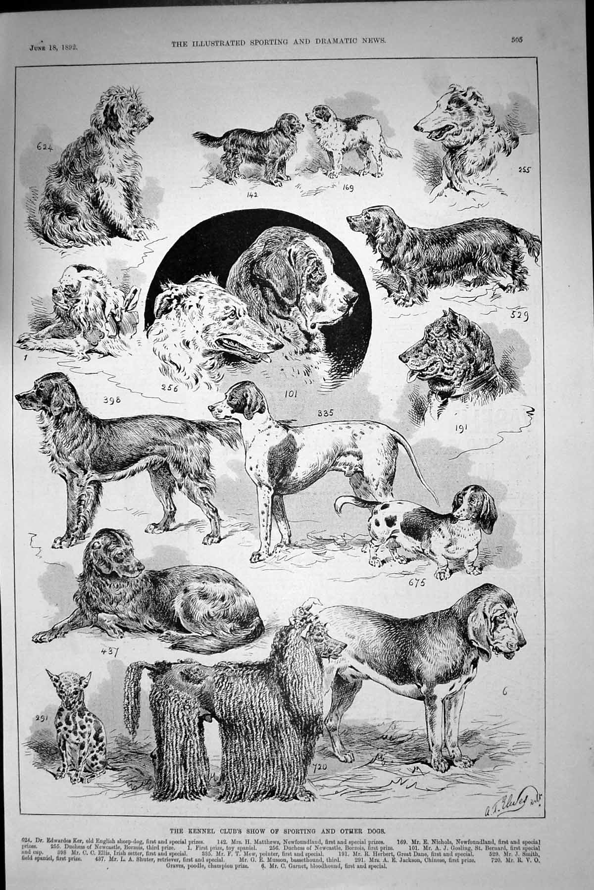Antique Print 1892 Kennel Club Dog Show Ker Matthews Nichols Golsing Musson