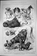 Old Kennel Club Dog Show Islington 1891 Dicker Hooper Ellis Angell Ch Victorian