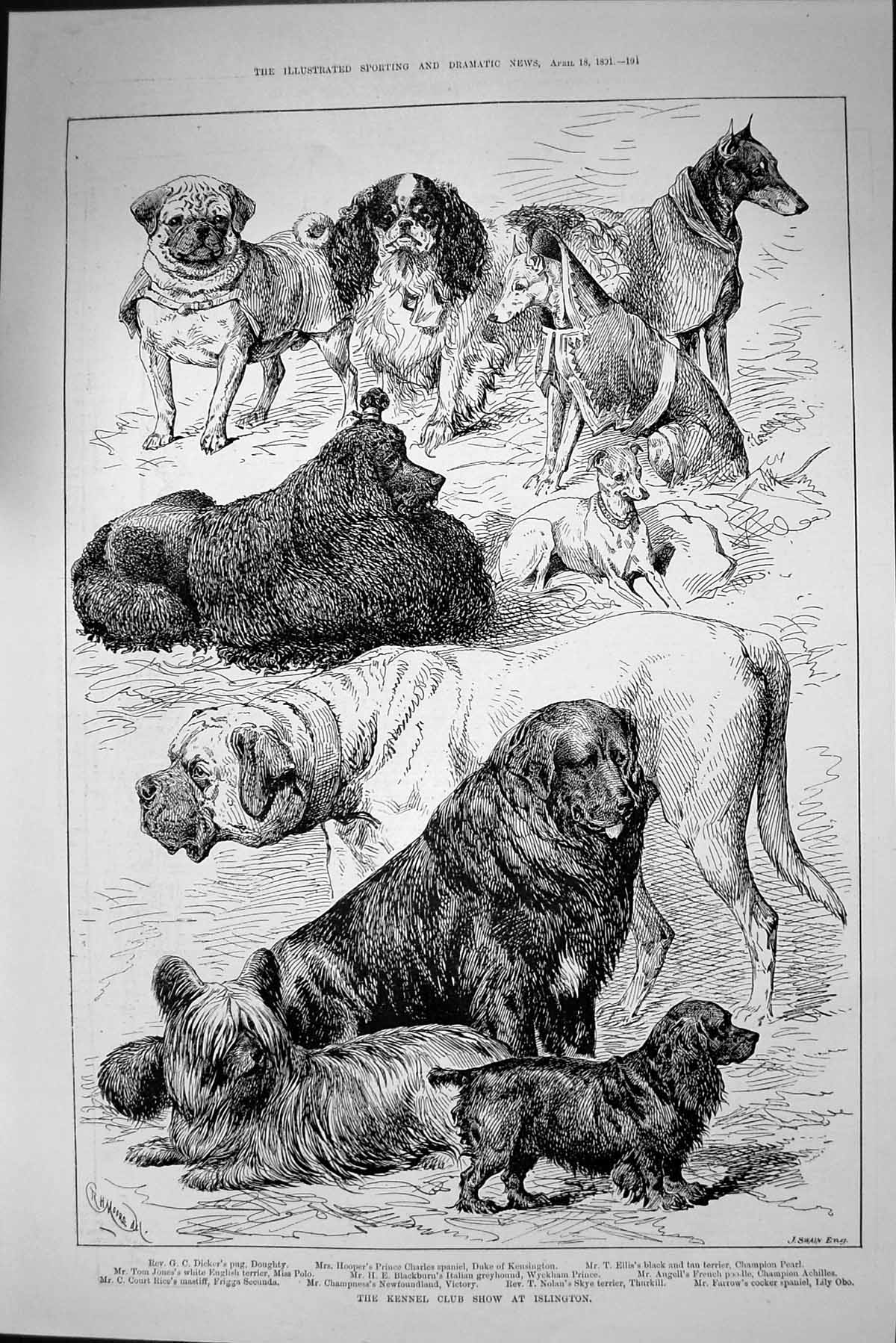 Old Kennel Club Dog Show Islington 1891 Dicker Hooper Ellis Angell Ch Victorian