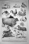 Old 1891 Cattle Dog Poultry Show Birmingham Prince Wales Cadell Tomli Victorian