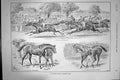 Old Antique Print Horse Racing Eclipse Stakes Sandown Park Jockeys 1895 19th
