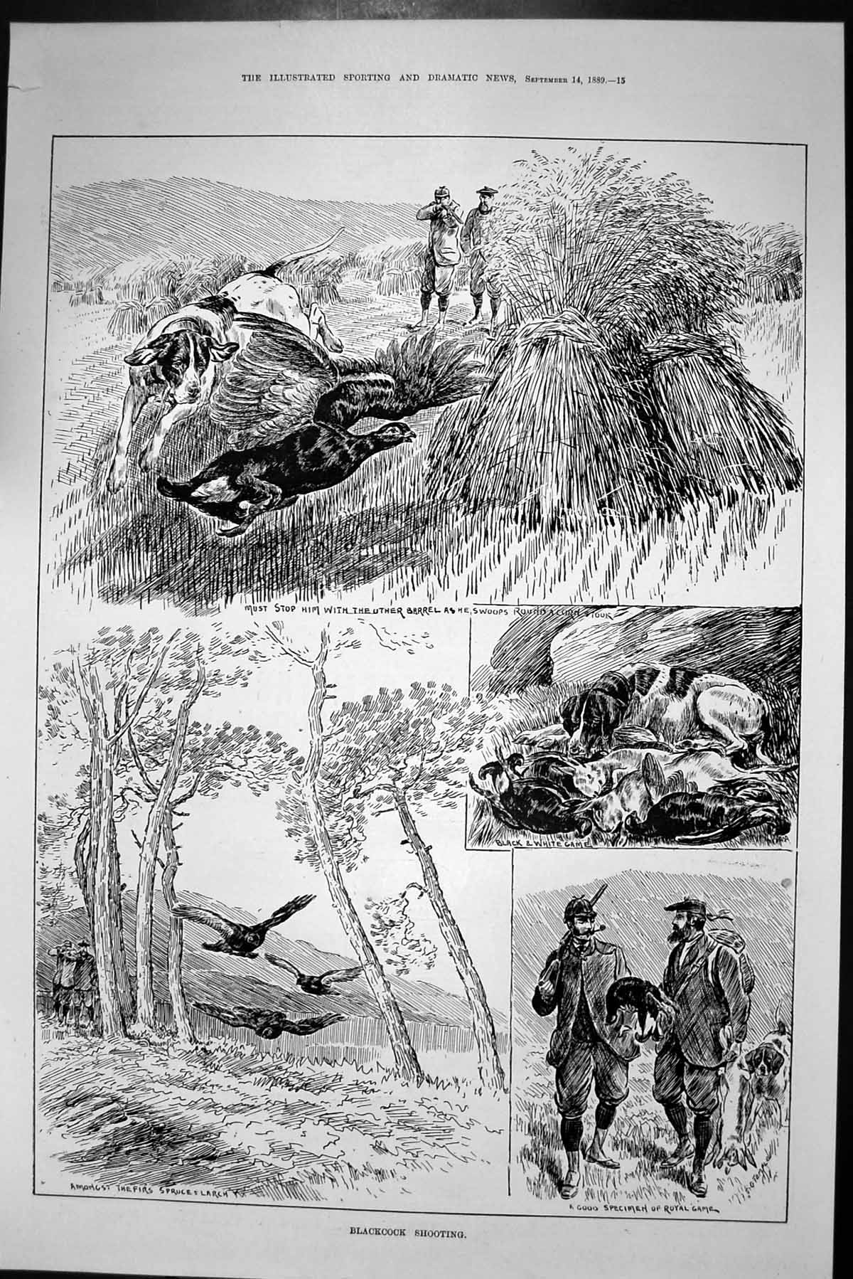 Old Antique Print 1889 Blackcock Shooting Hunting Sport Royal Game Birds 19th