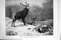 Antique Old Print 1912 Antler'S Monarch Waste Stag Deer Grouse Snowy Mountain