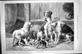 Original Old Antique Print 1886 Foster Mother Hounds Dogs Caldwell Victorian