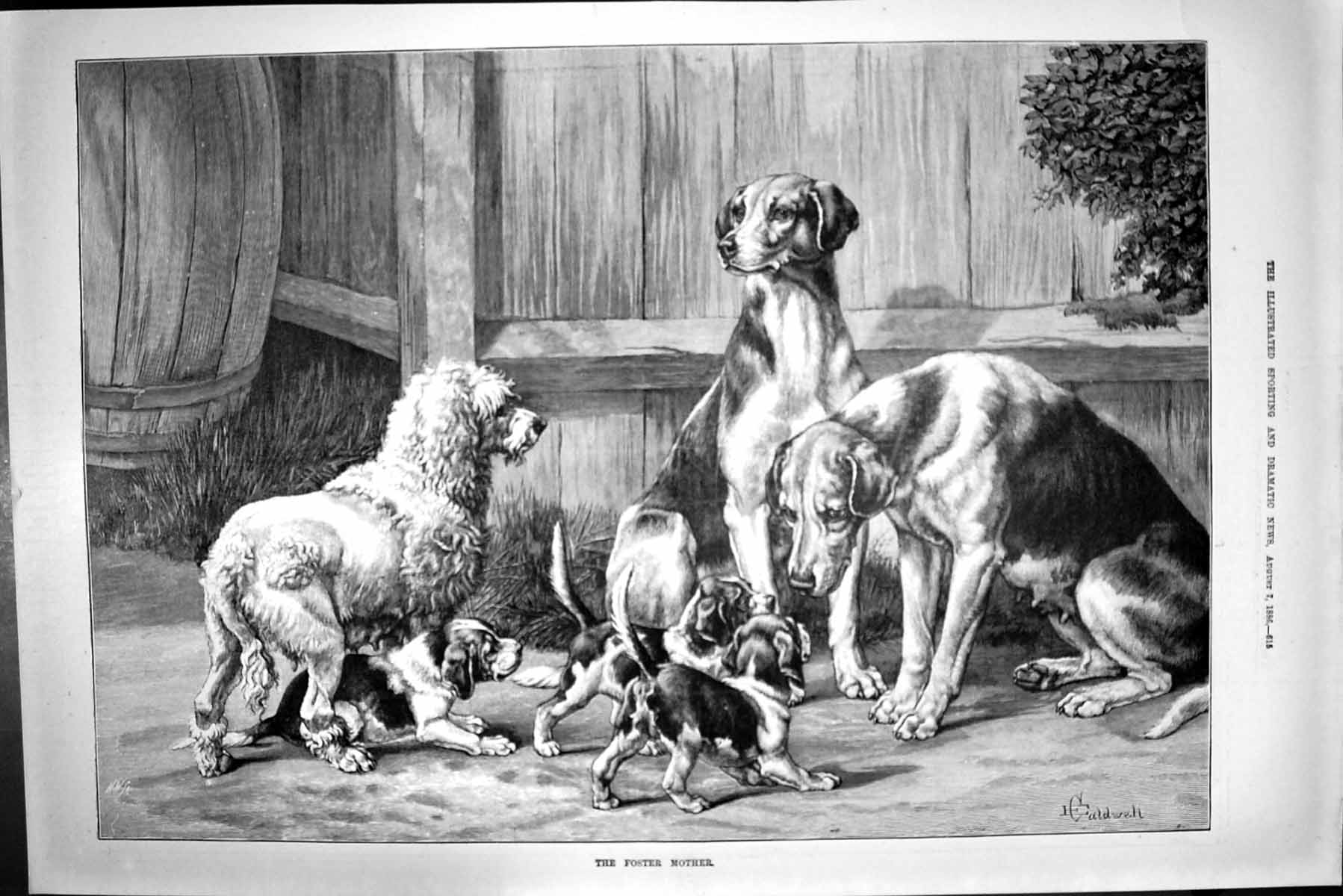 Original Old Antique Print 1886 Foster Mother Hounds Dogs Caldwell Victorian