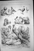Original Old Antique Print 1886 Show Poultry Pigeons Crystal Palace Victorian