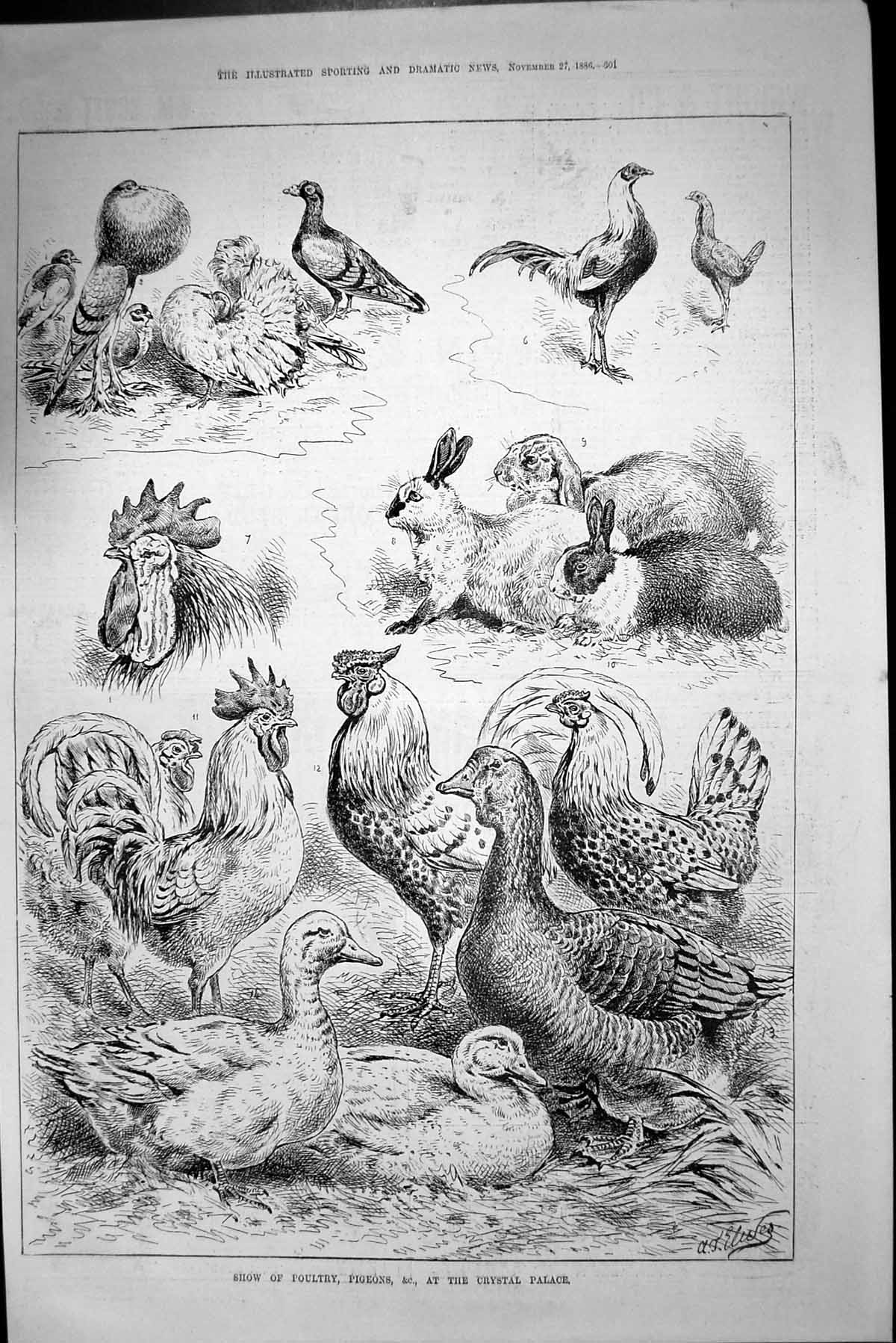 Original Old Antique Print 1886 Show Poultry Pigeons Crystal Palace Victorian