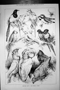 Original Old Antique Print 1886 Cage Bird Shows Crystal Palace 19th