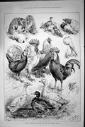 Original Old Antique Print 1887 Poultry Rabbit Pigeon Show Crystal Palace 19th