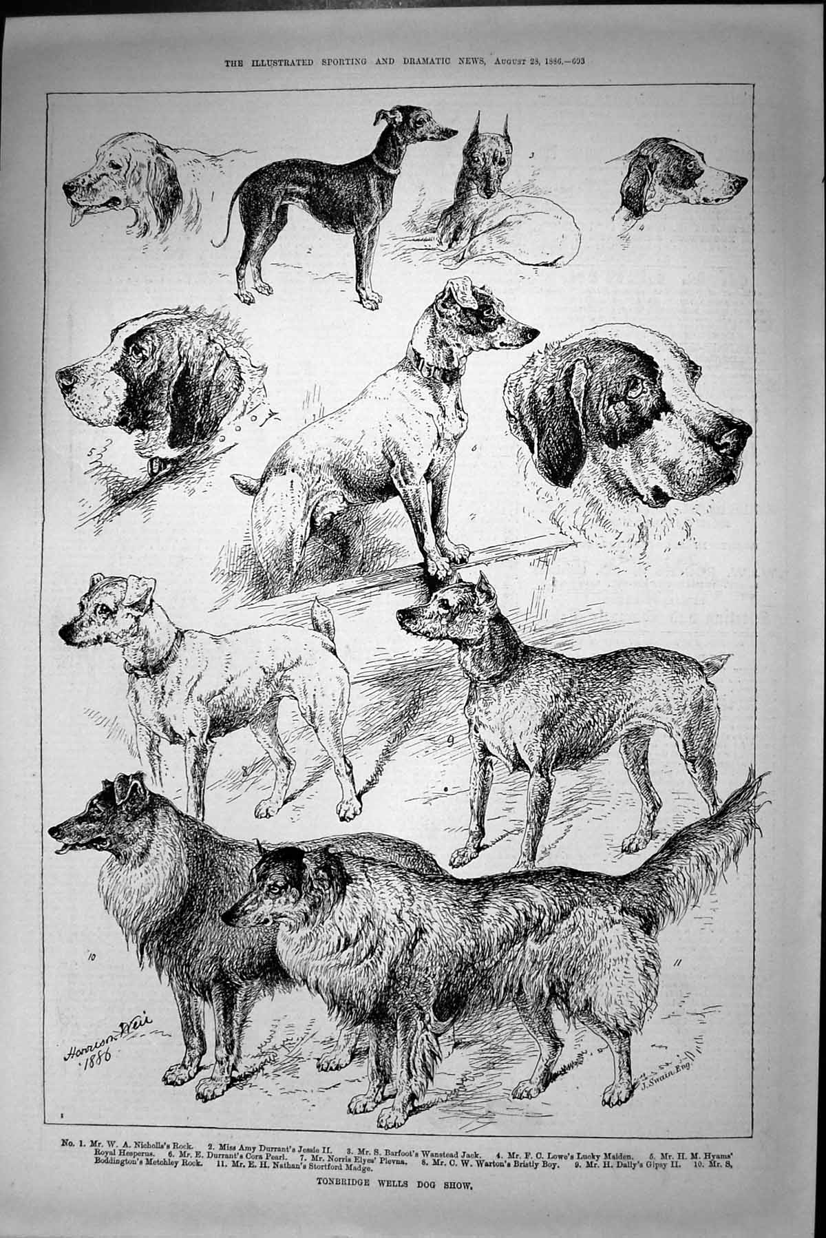 Antique Print 1886 Tonbridge Wells Dog Show Nicholls Burrant Barfoot Warton