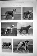 Old Print 1898 Crufts Dog Show Royle Wilmot Highnet Preston Dickman Royle 19th