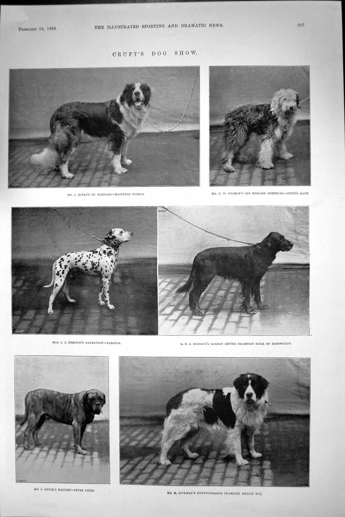Old Print 1898 Crufts Dog Show Royle Wilmot Highnet Preston Dickman Royle 19th